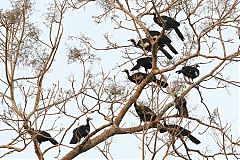 Blue-throated Piping-Guan